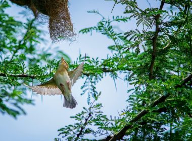baya-weaver-7266363_1920