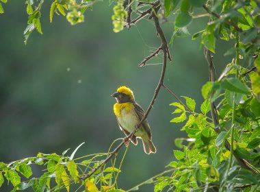 baya-weaver-9058783_1920