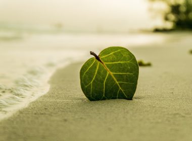 beach-394503_1920